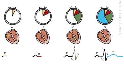 Vier fasen ECG